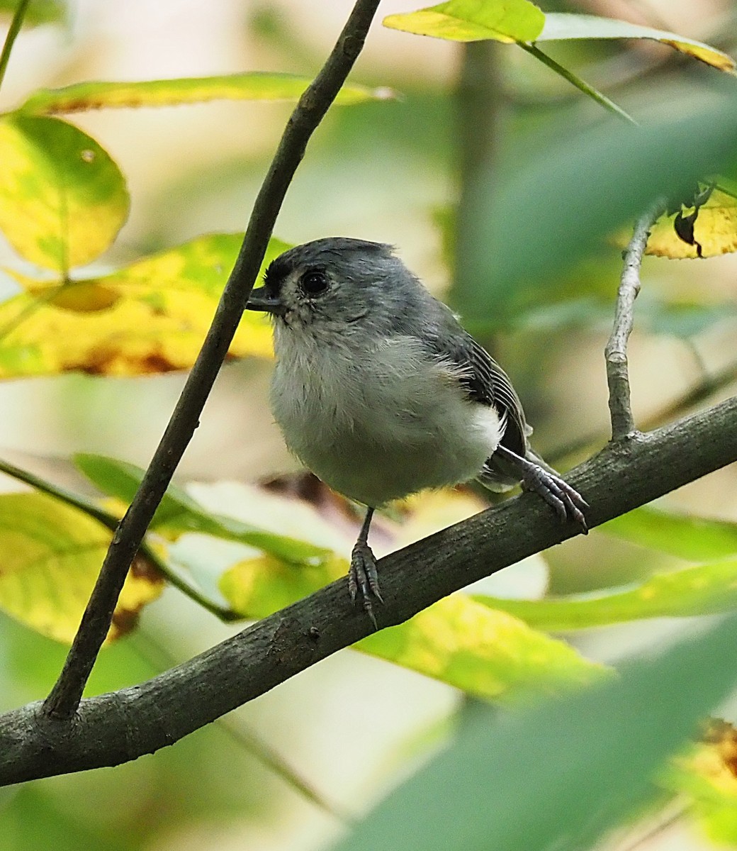 Tufted Titmouse - ML641990016