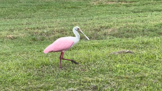 Roseate Spoonbill - ML641990028