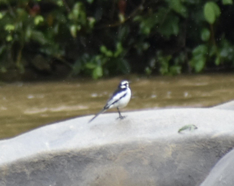 African Pied Wagtail - ML641990029