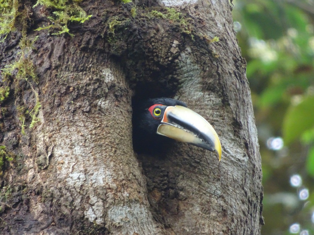 Collared Aracari (Pale-mandibled) - ML641990034