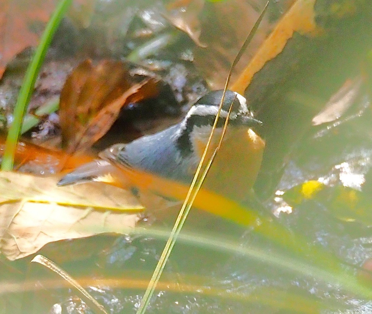Red-breasted Nuthatch - ML641990041