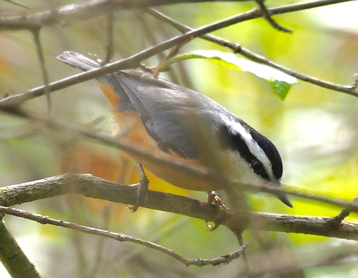 Red-breasted Nuthatch - ML641990042