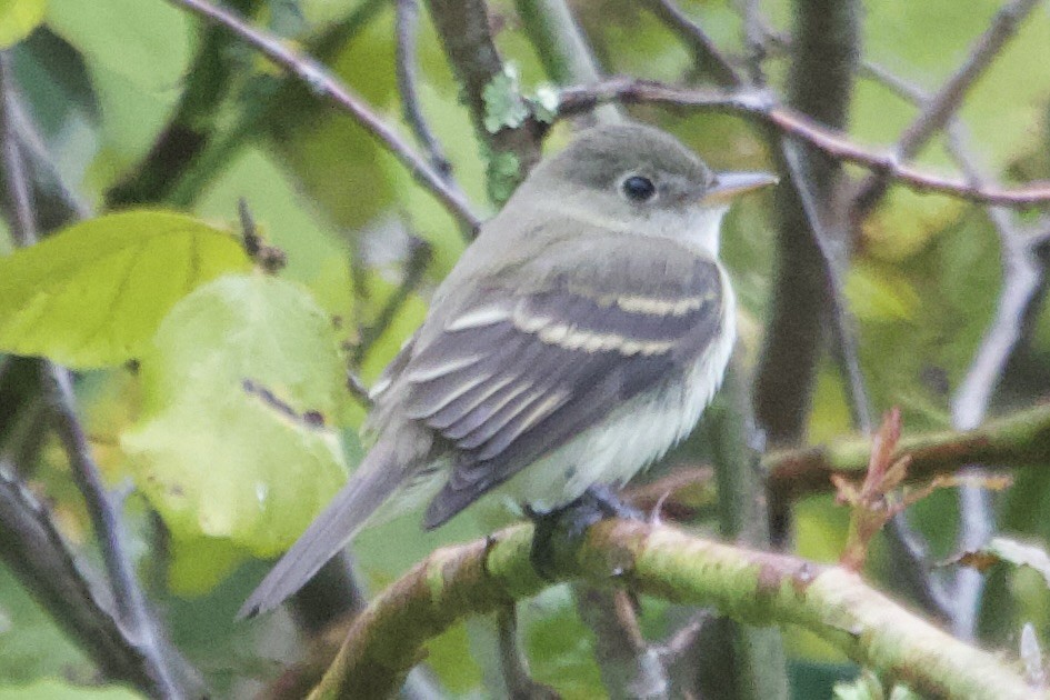 Empidonax sp. - ML641990046