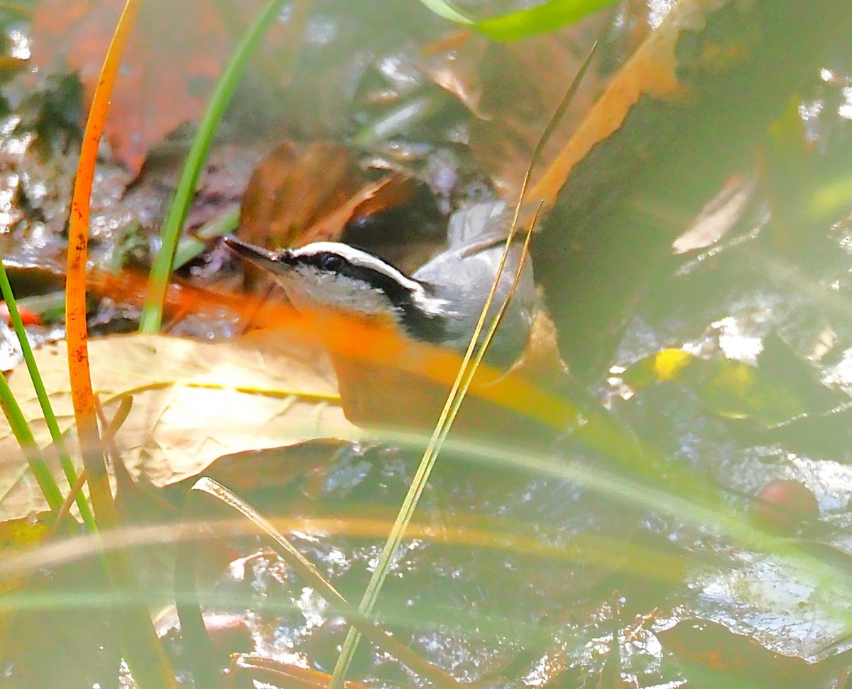 Red-breasted Nuthatch - ML641990049