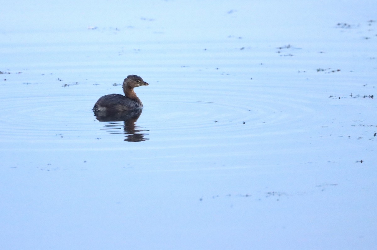 Pied-billed Grebe - ML641990056