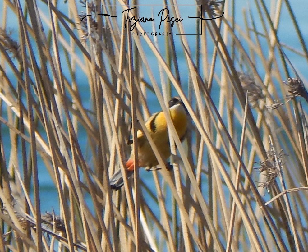Many-colored Rush Tyrant - ML641990057