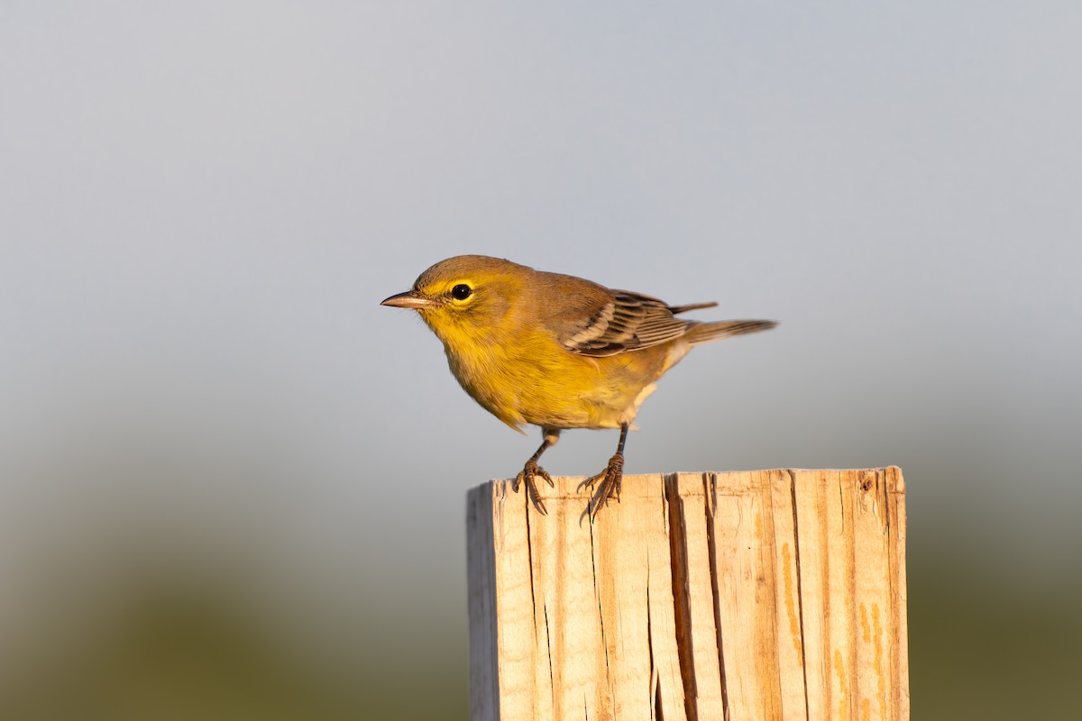 Pine Warbler - ML641990058