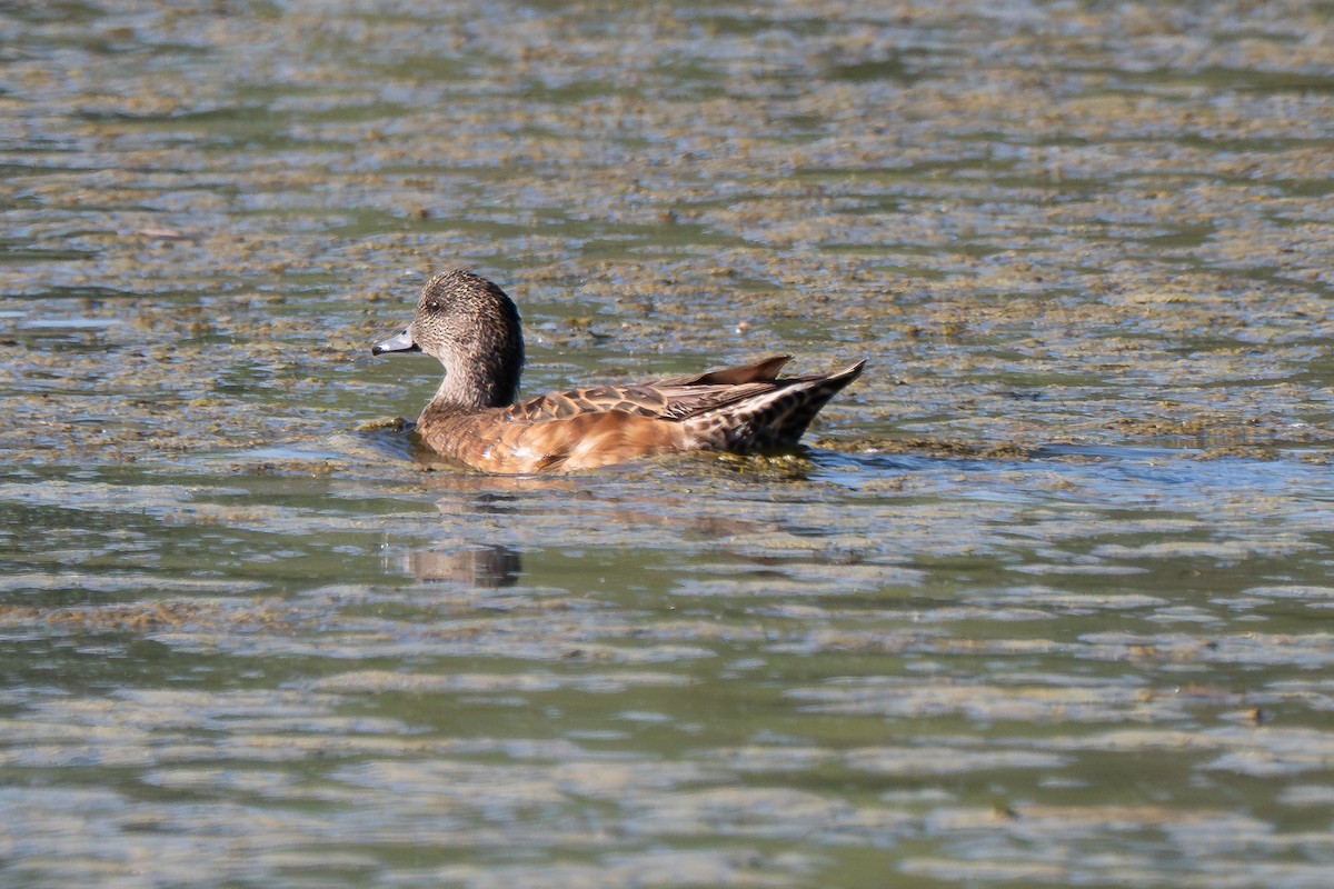 American Wigeon - ML641990061