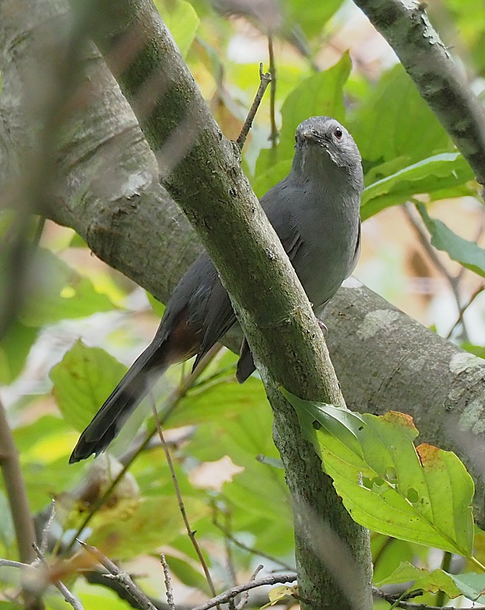 Gray Catbird - ML641990062