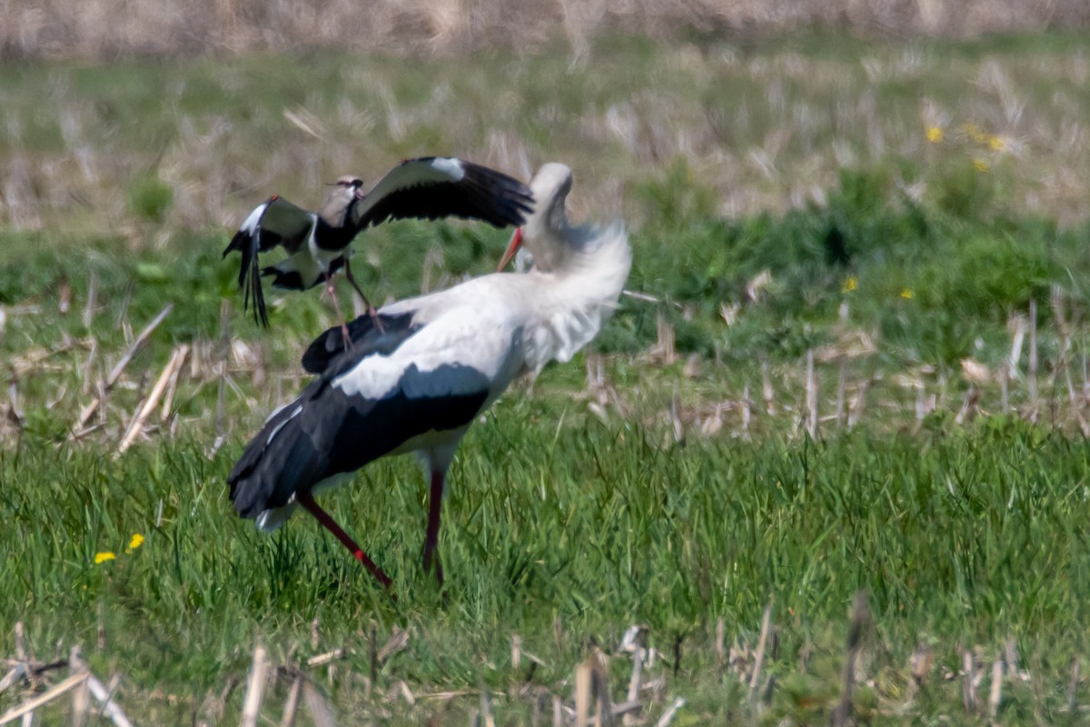 Maguari Stork - ML641990064