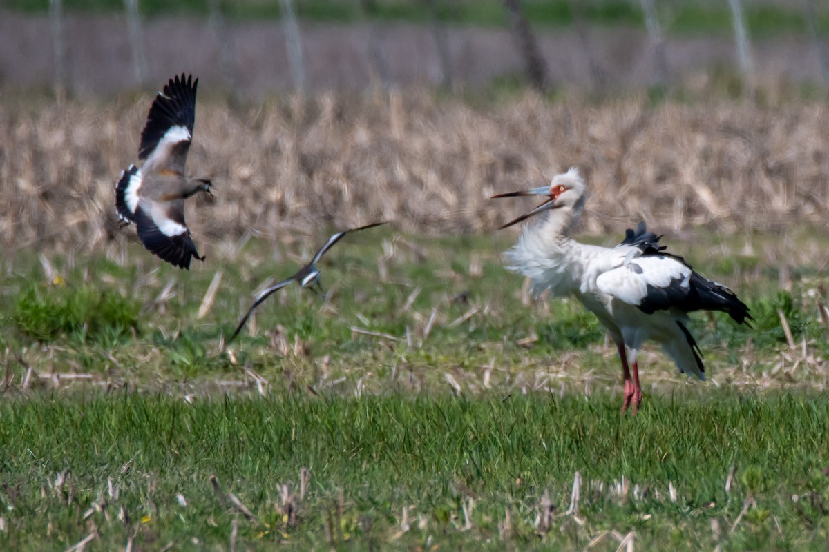 Maguari Stork - ML641990065