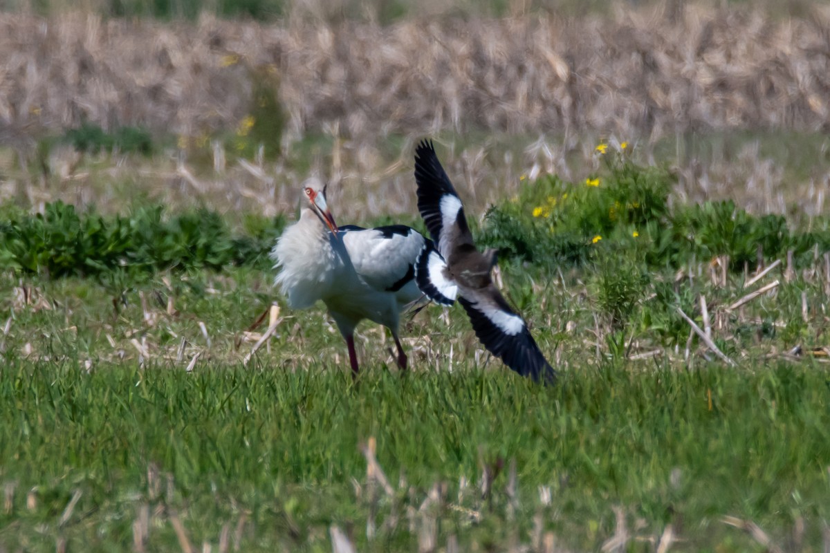 Maguari Stork - ML641990066