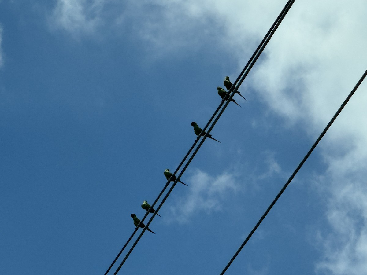 Nanday Parakeet - ML641990067