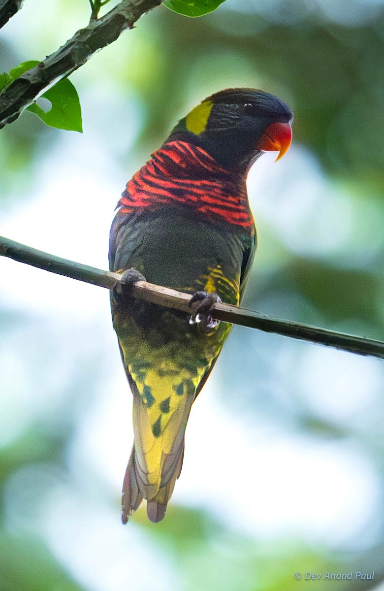 Coconut Lorikeet - ML641990070