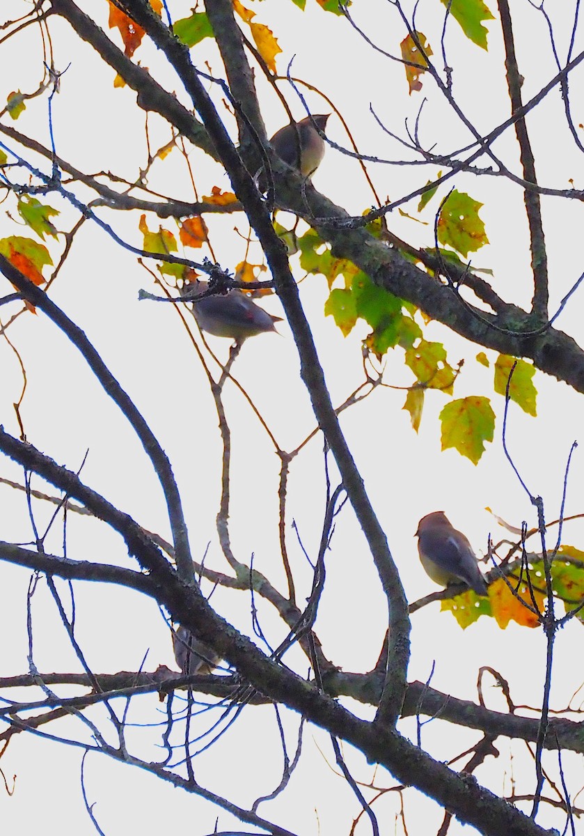 Cedar Waxwing - ML641990072