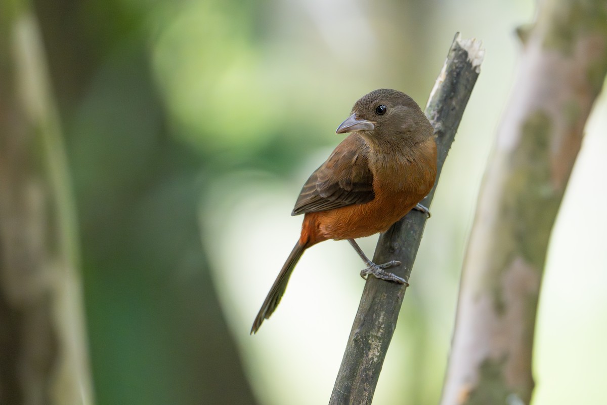 Brazilian Tanager - ML641990079