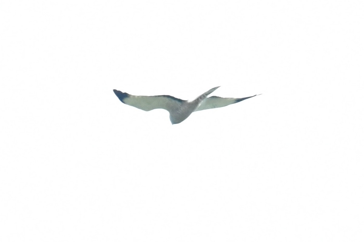 Cinereous Harrier - ML641990101
