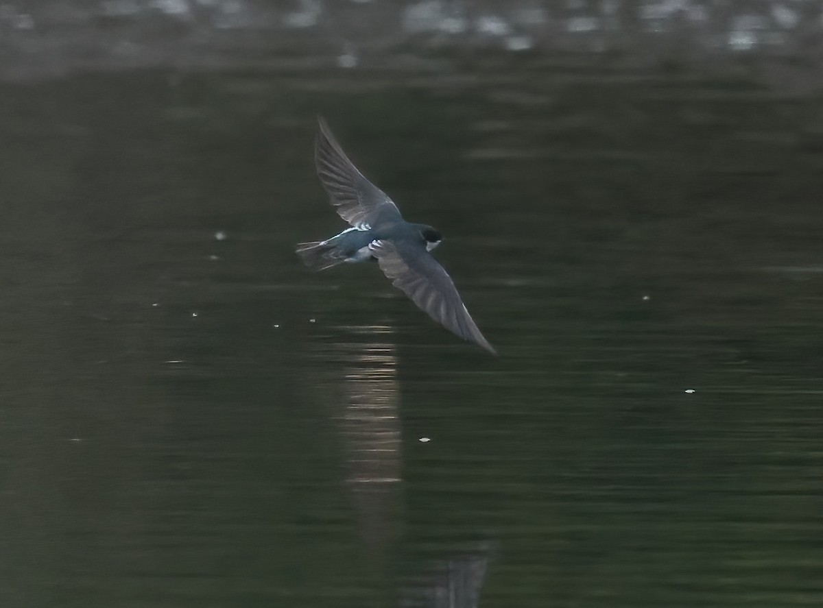 Tree Swallow - ML641990109
