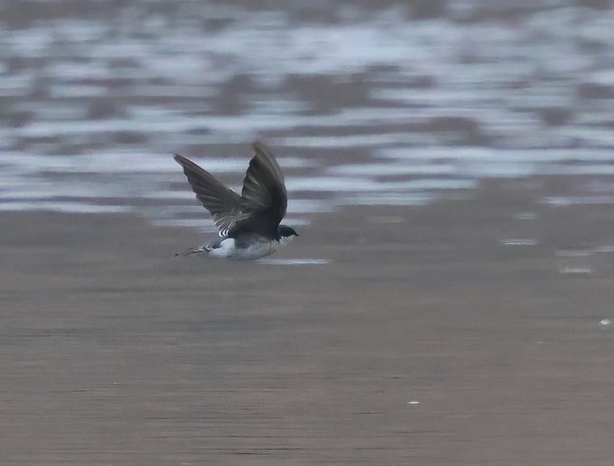 Tree Swallow - ML641990110