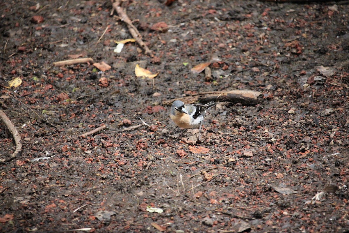 Azores Chaffinch - ML641990120