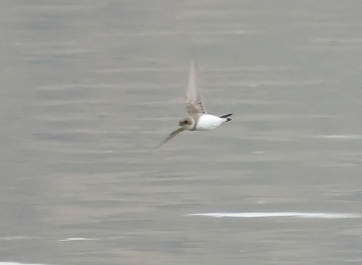 Bank Swallow - ML641990121