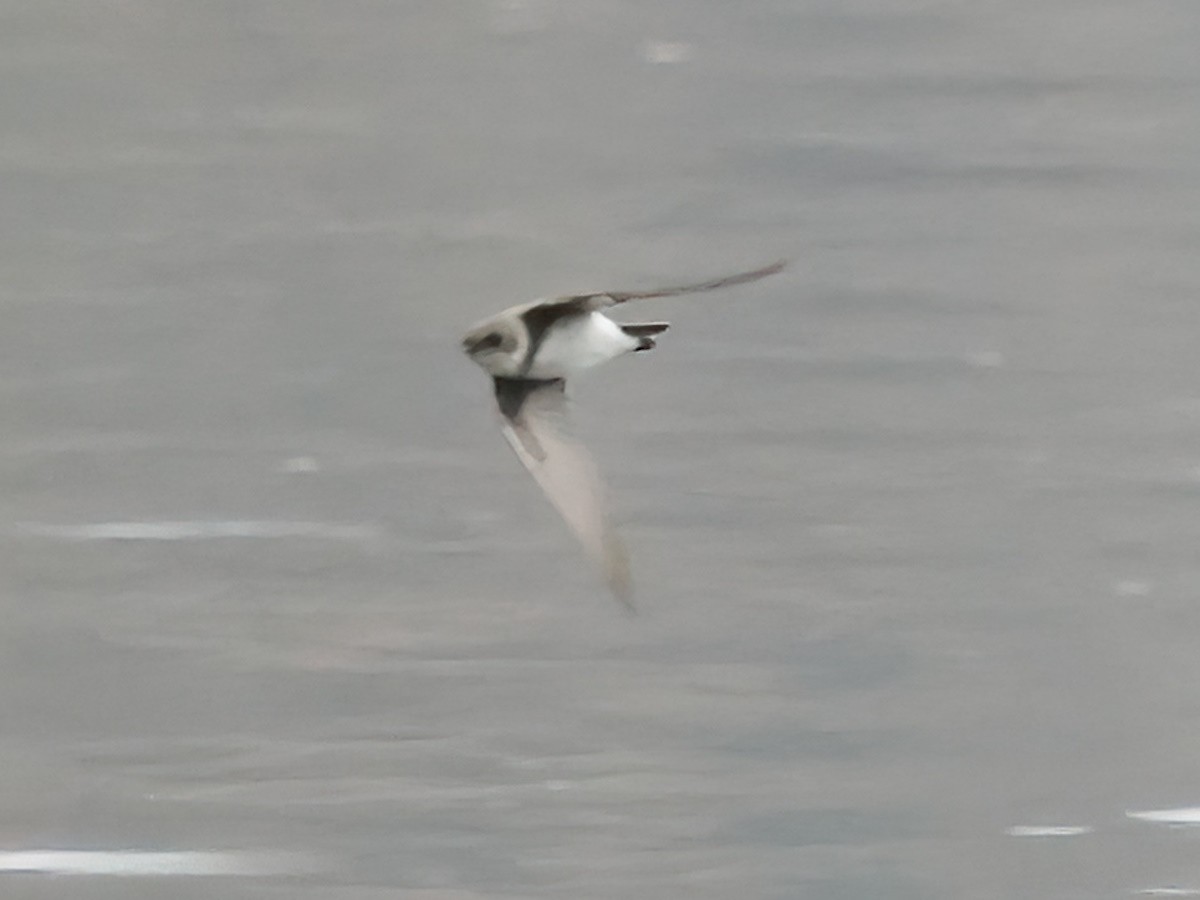 Bank Swallow - ML641990122