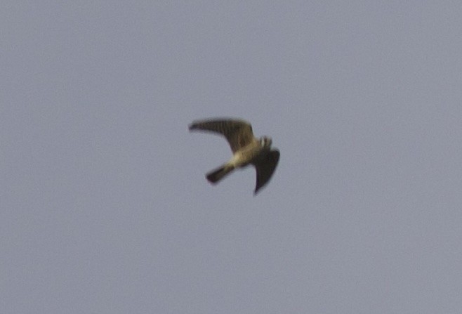 American Kestrel - ML641990169