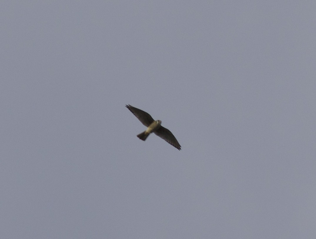 American Kestrel - ML641990170