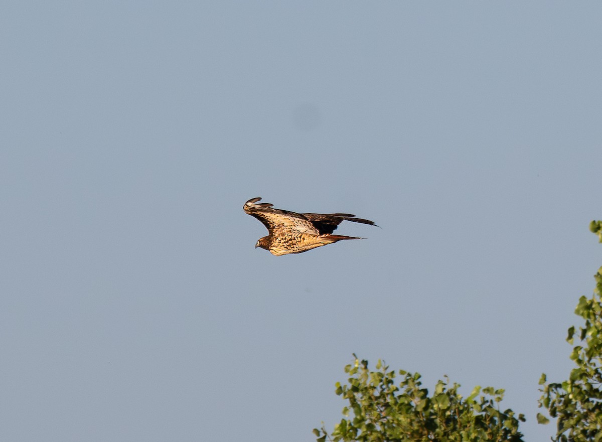 Red-tailed Hawk - ML641990177