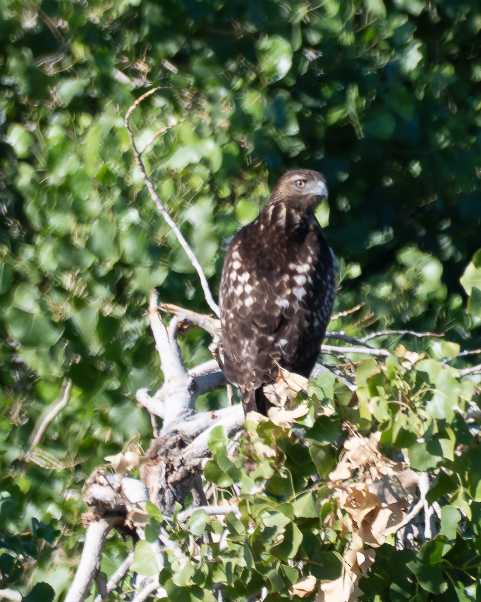 Red-tailed Hawk - ML641990178