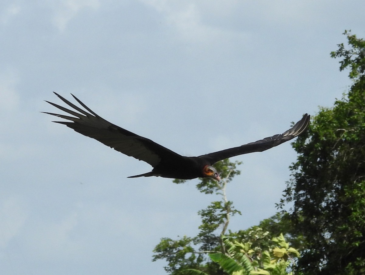 Lesser Yellow-headed Vulture - ML641990179