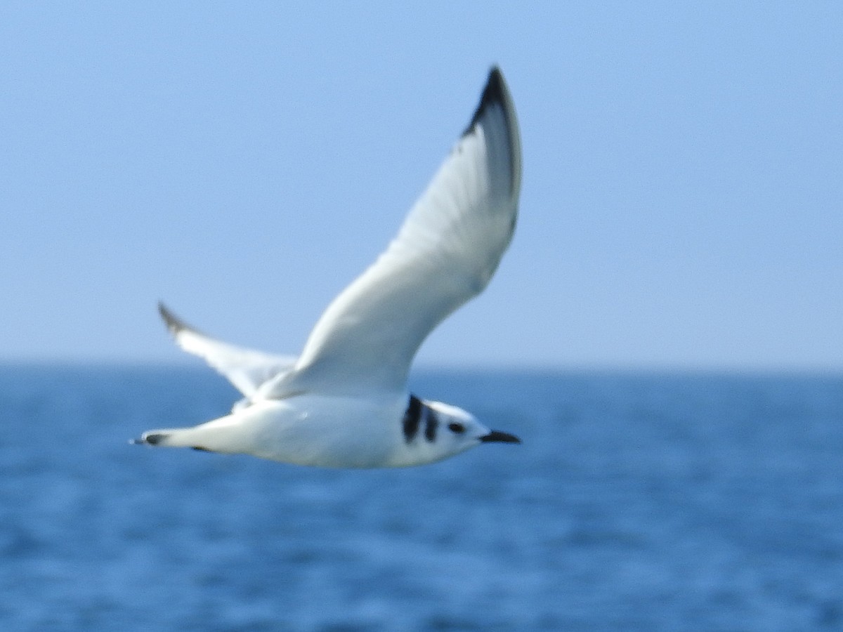 Black-legged Kittiwake - ML641990184