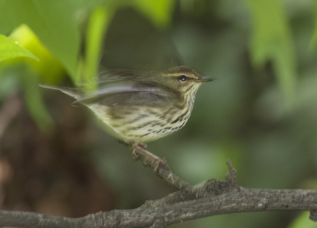 Northern Waterthrush - ML641990185