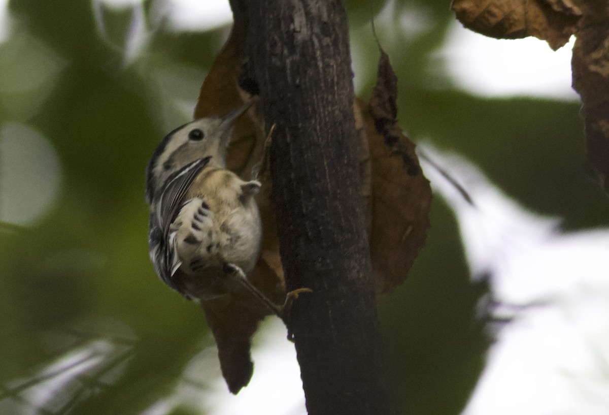 Black-and-white Warbler - ML641990192