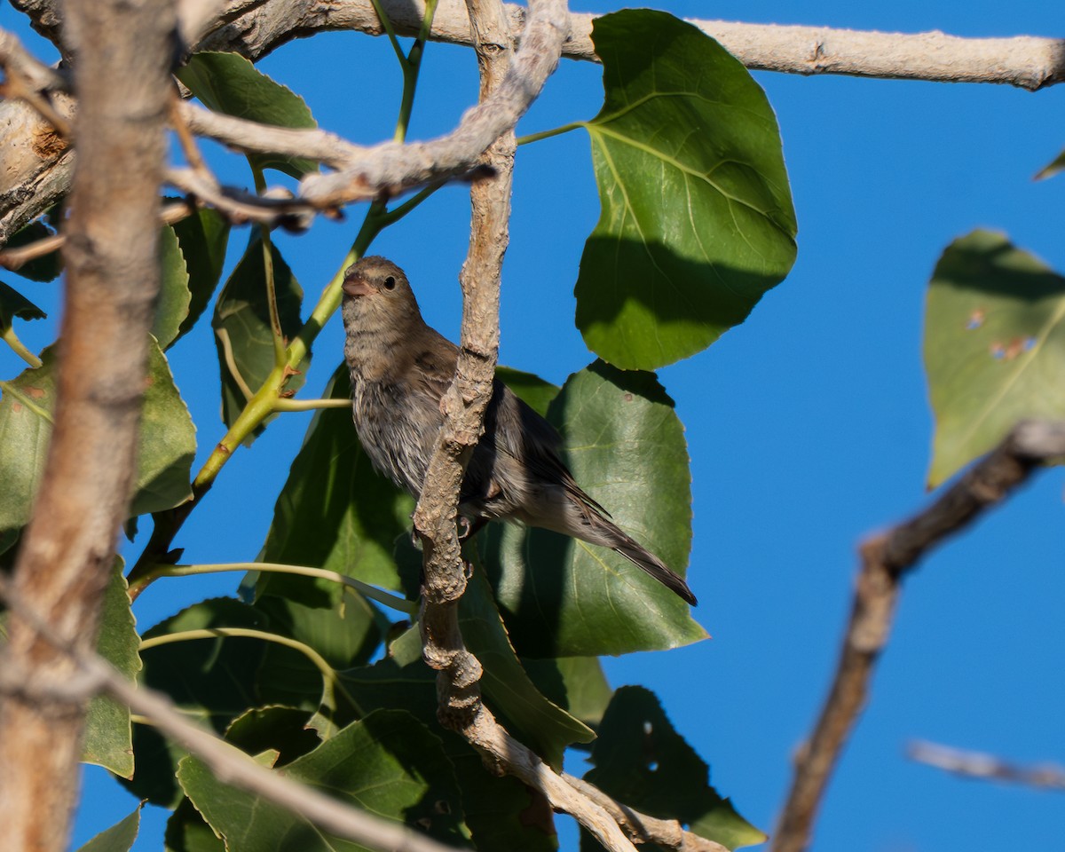Lazuli Bunting - ML641990195