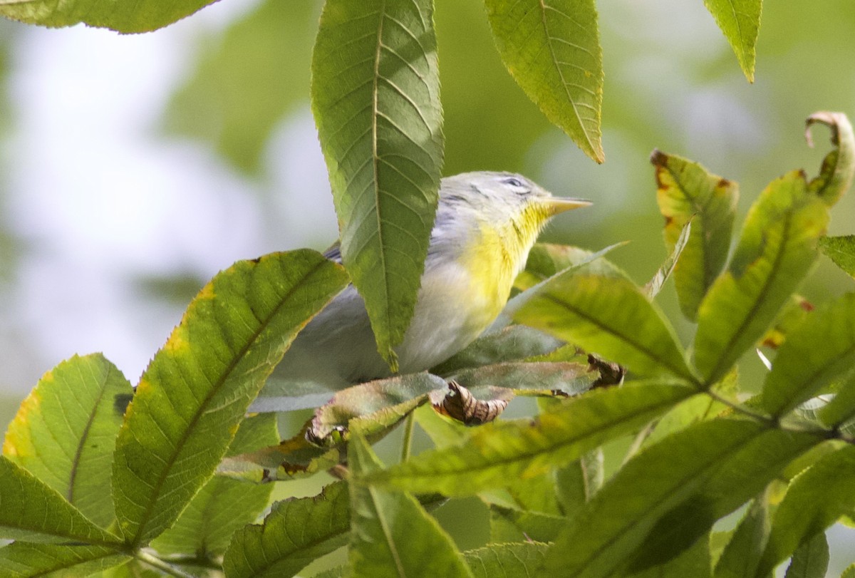 Northern Parula - ML641990196