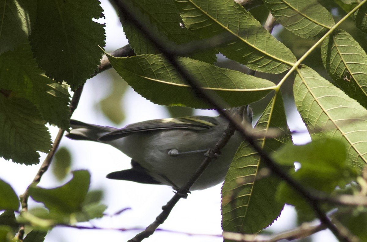 Chestnut-sided Warbler - ML641990204