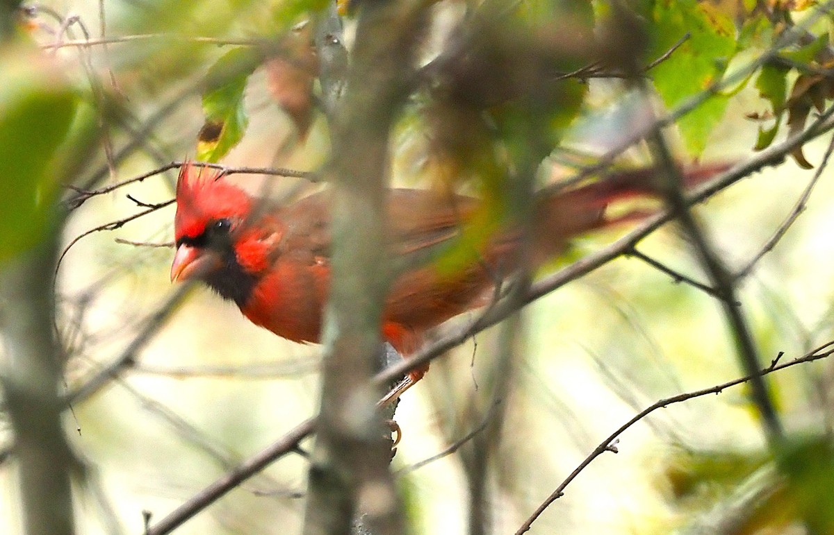 Northern Cardinal - ML641990217