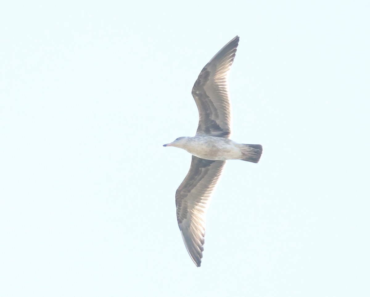 Western Gull - ML641990223