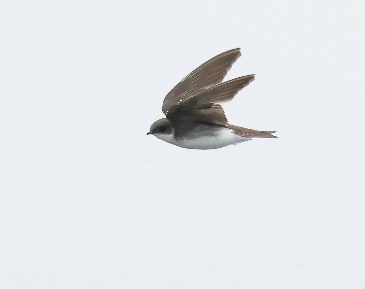 Tree Swallow - ML641990236