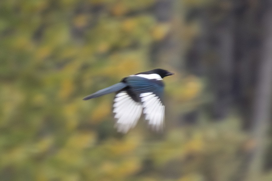 Black-billed Magpie - ML641990238