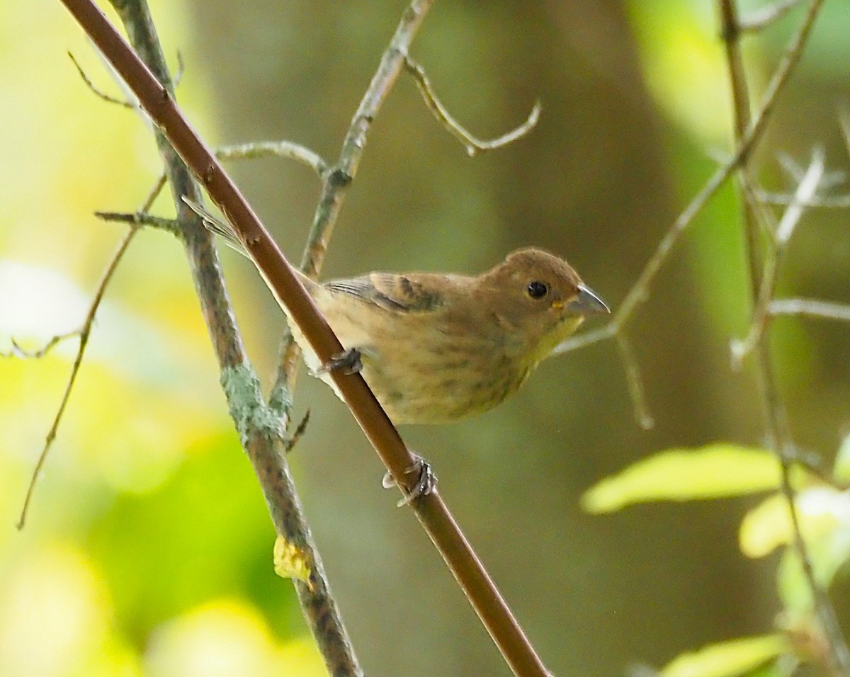 Indigo Bunting - ML641990243