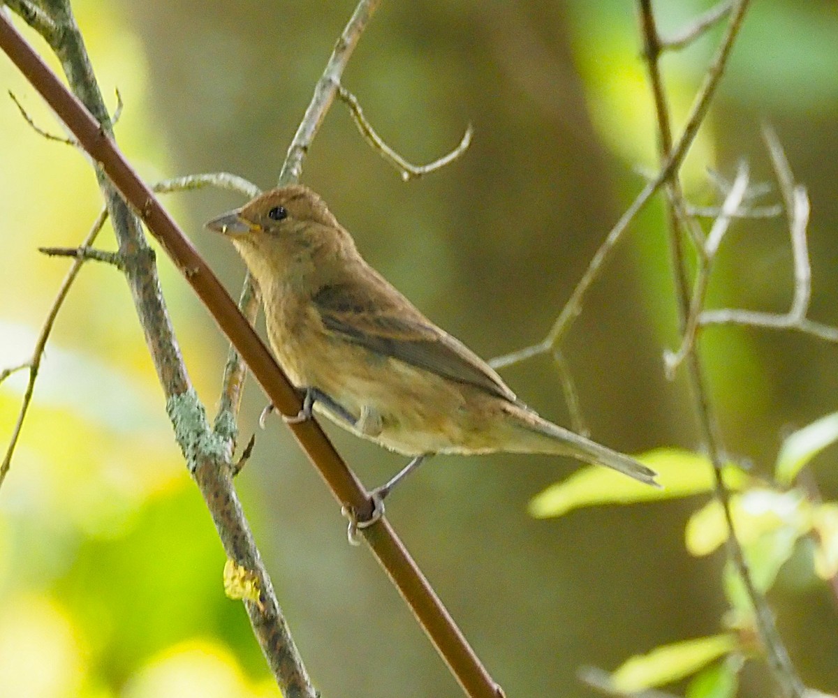 Indigo Bunting - ML641990244