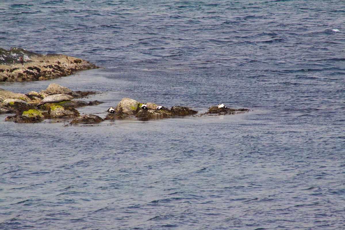 Common Eider - ML641990266