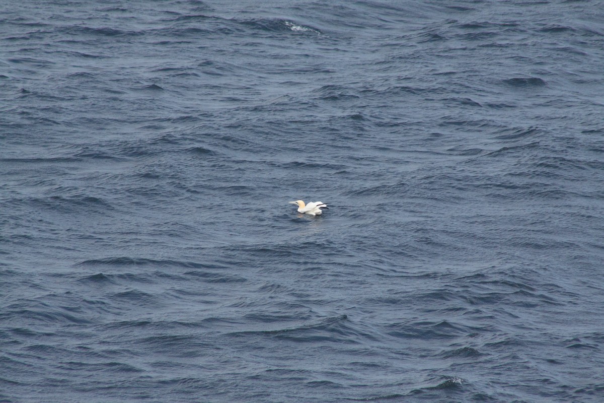 Northern Gannet - ML641990268