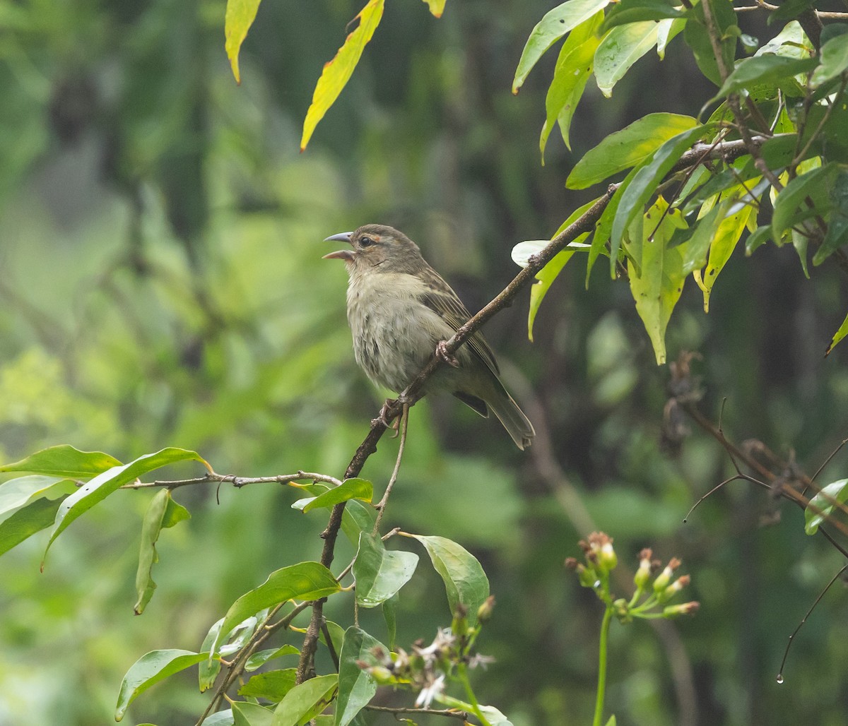 Red-headed Fody - ML641990277