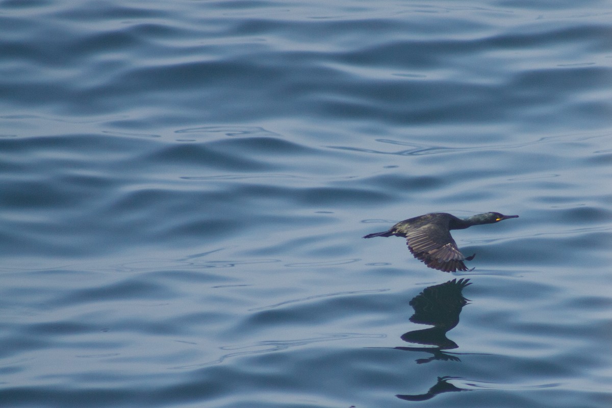 European Shag - ML641990283
