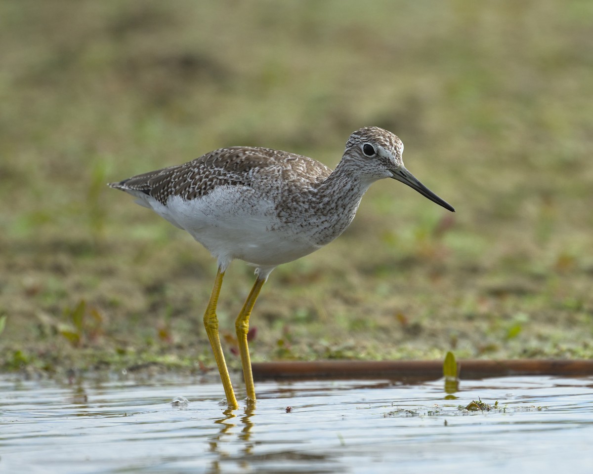 Greater Yellowlegs - ML641990300
