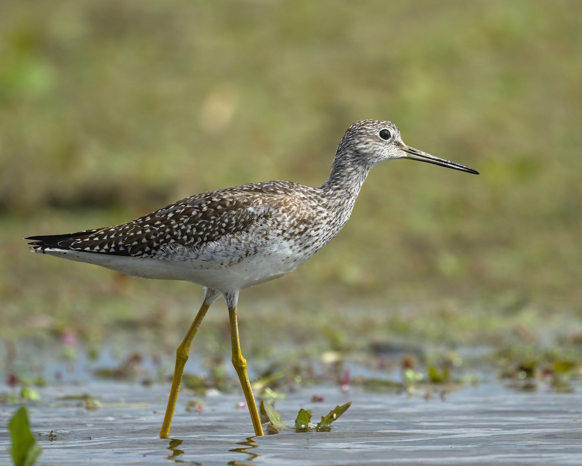 Greater Yellowlegs - ML641990302