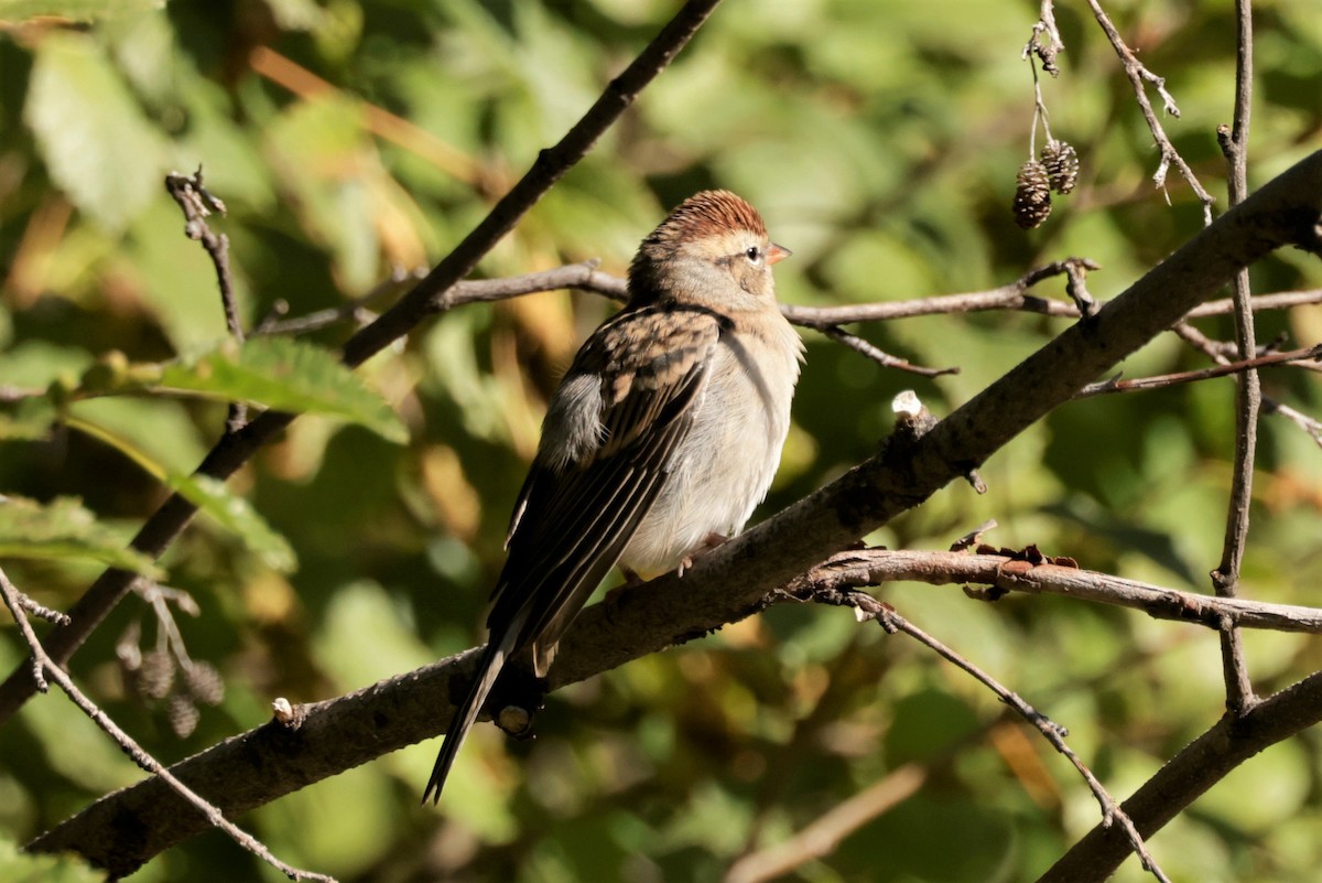 Chipping Sparrow - ML641990307